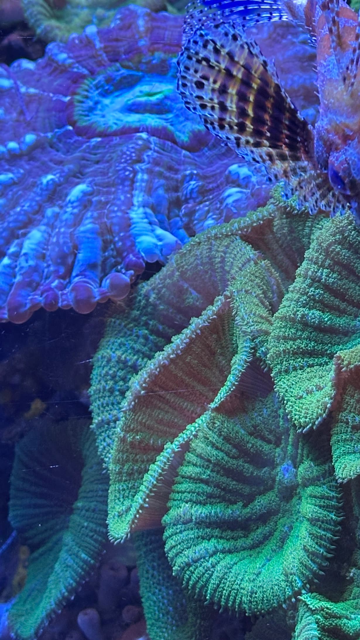 Coral Garden