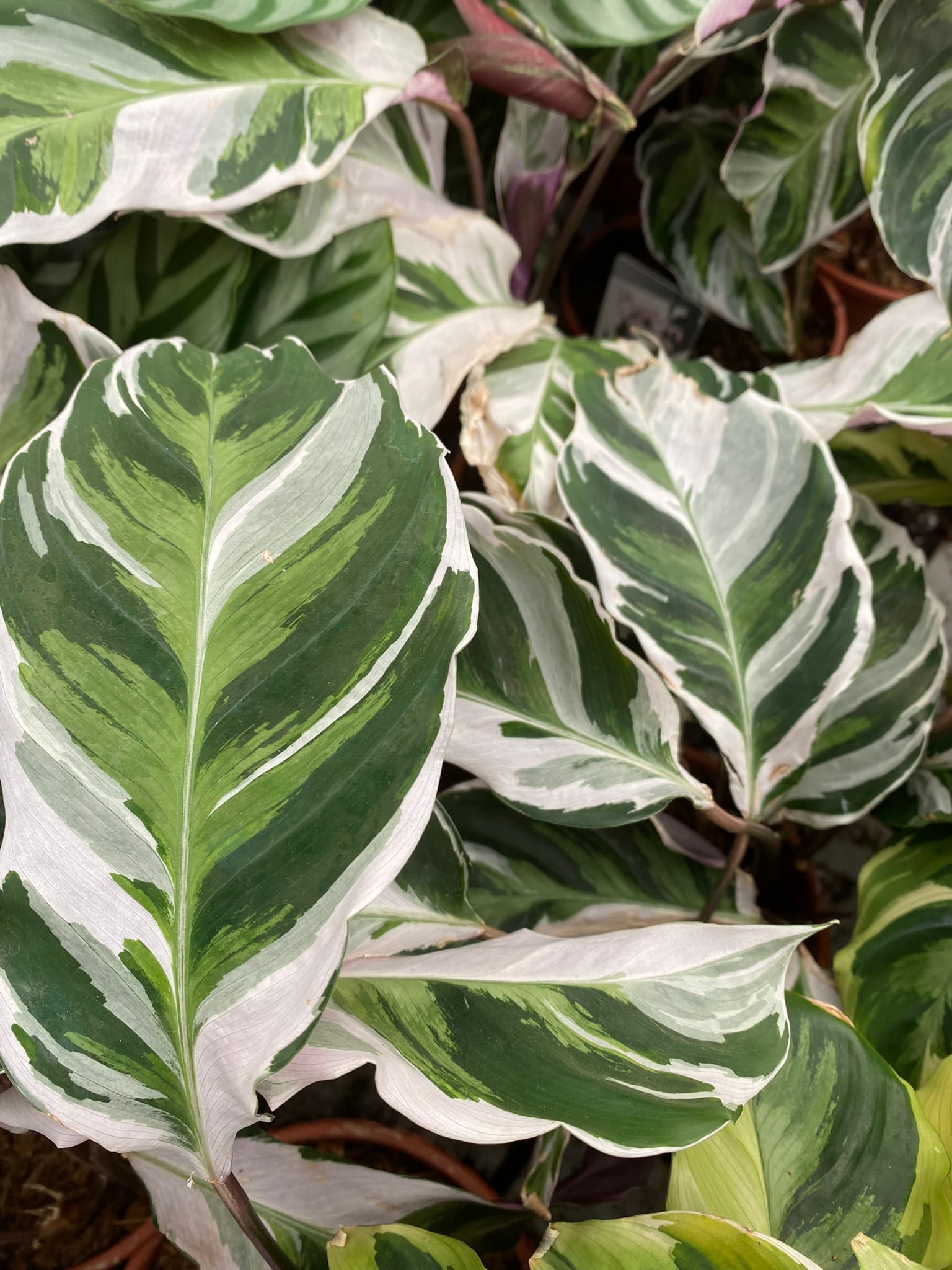 Fusion Leaves