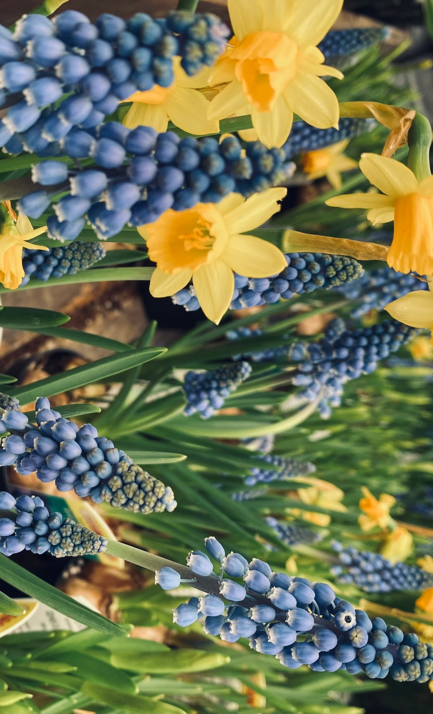 Spring Hyacinth